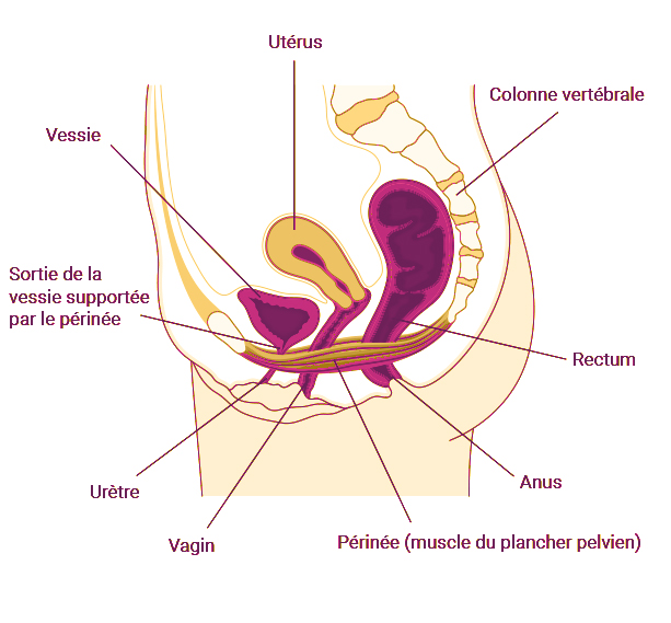 Rééducation périnéale chez la femme : pour qui et pourquoi?